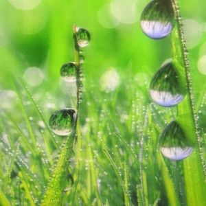 Meet your Posher, Irvin